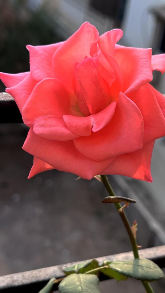 A magic called Rose🌹