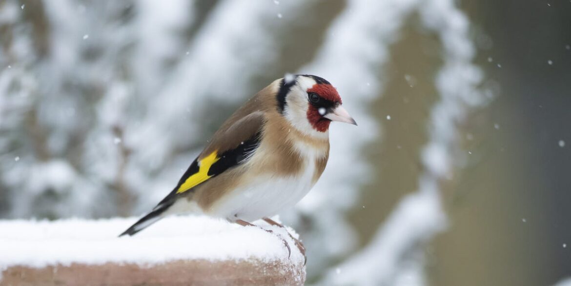 How to Help Garden Birds in Cold Weather — David Lindo’s 5 Simple Tips How to Help Garden Birds in Cold Weather — David Lindo’s 5 Simple Tips