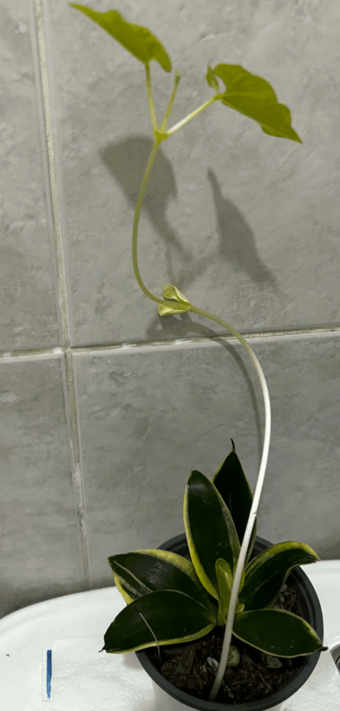 Random plant growing in my dwarf snake plant