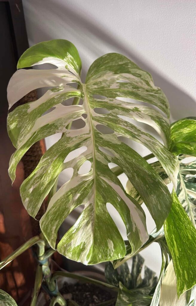 New leaf and double fenestration!