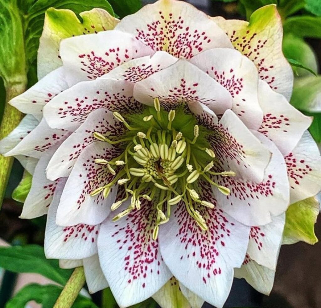 My helebores are out!