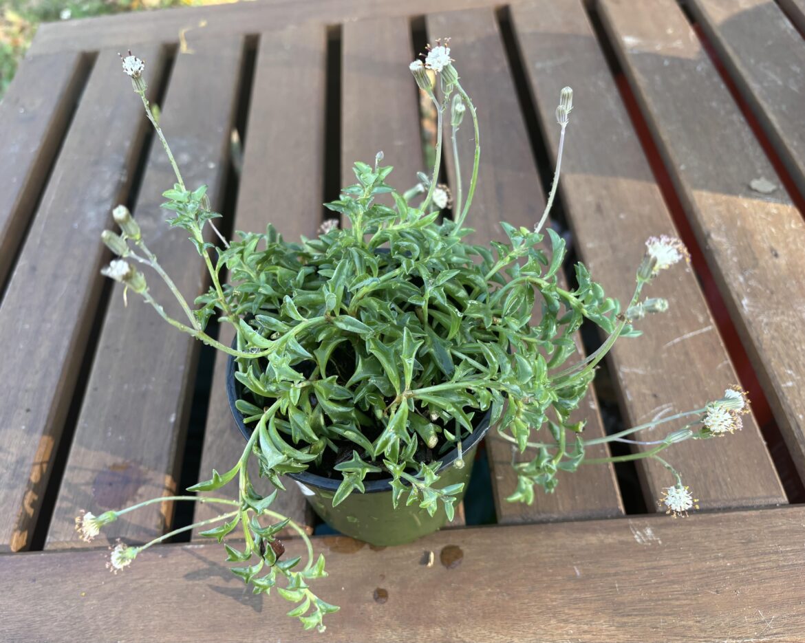My little String of Dolphins is Flowering!