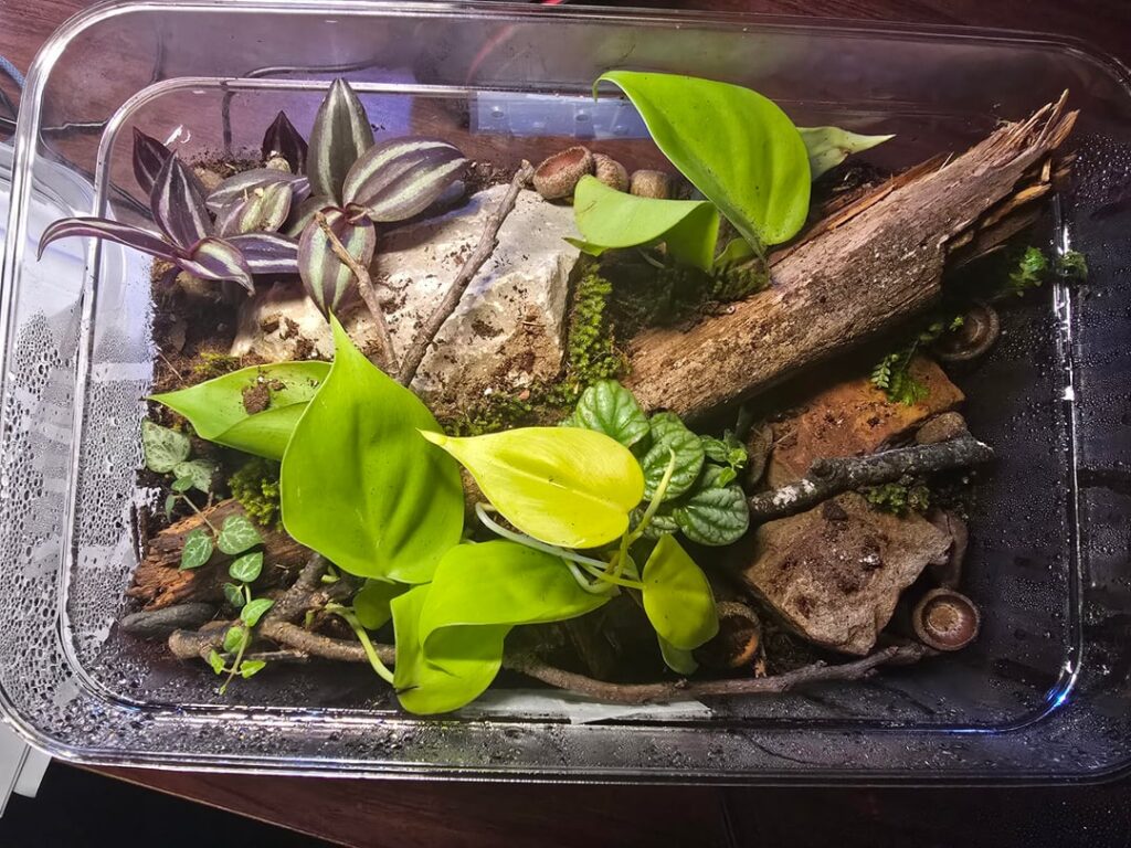 Shoebox Terrarium