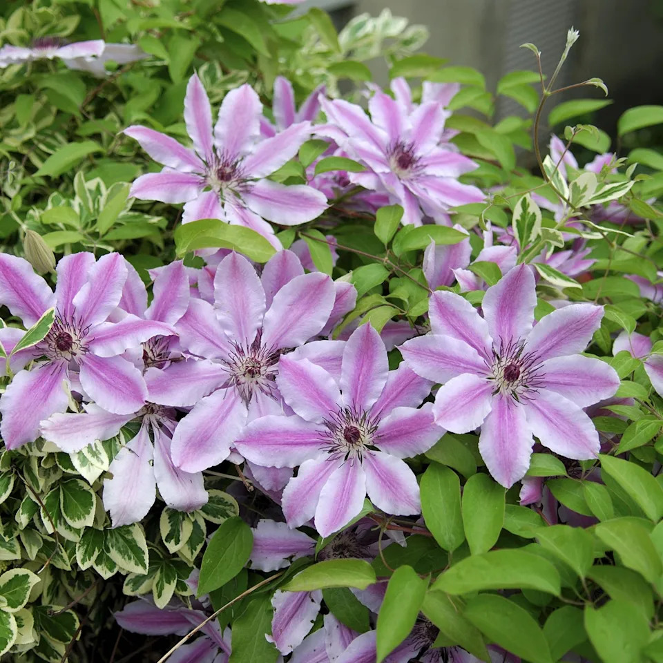 Clematis 'Nelly Moser' (Alamy/PA)