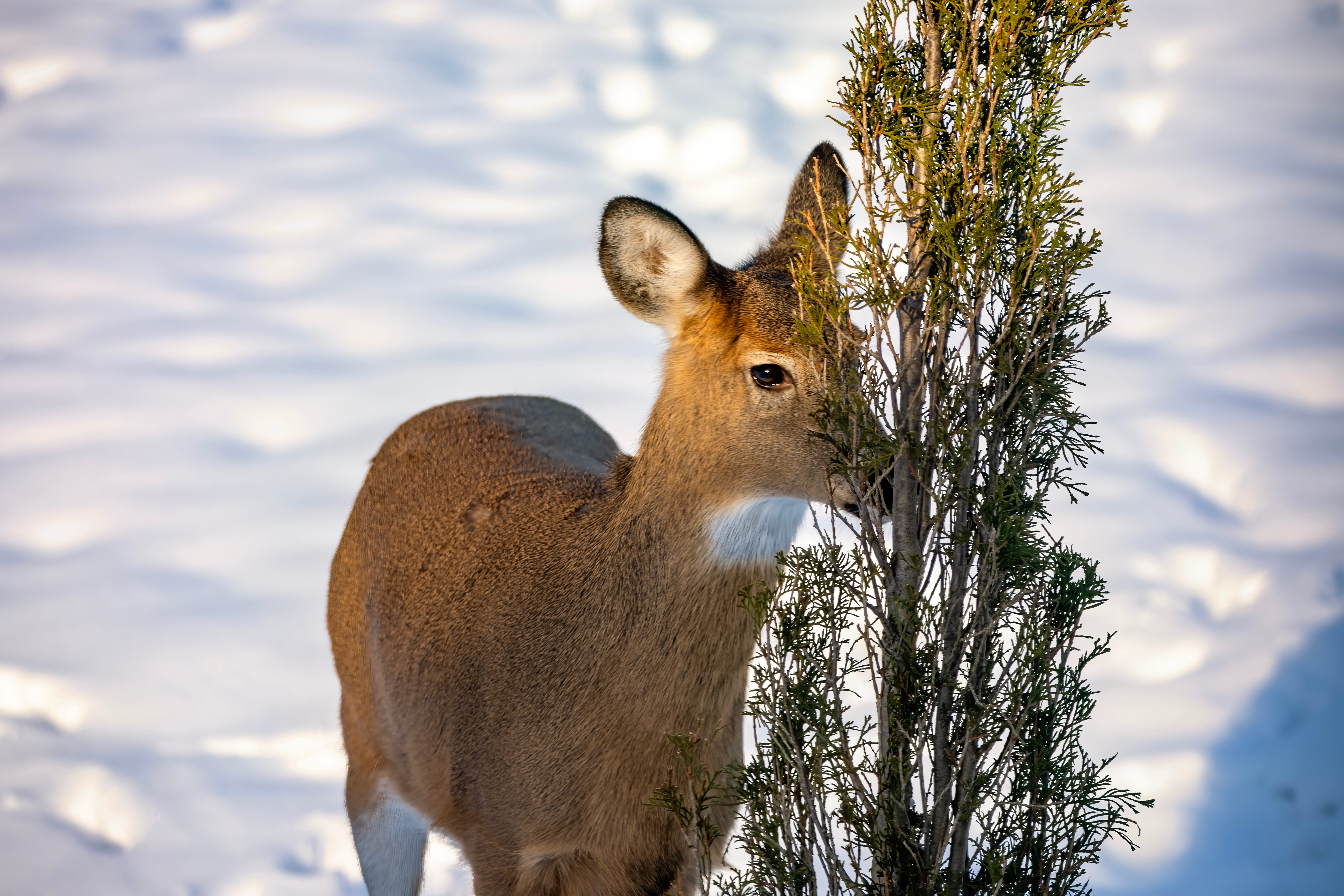 Deer Eating Your Juniper Tree