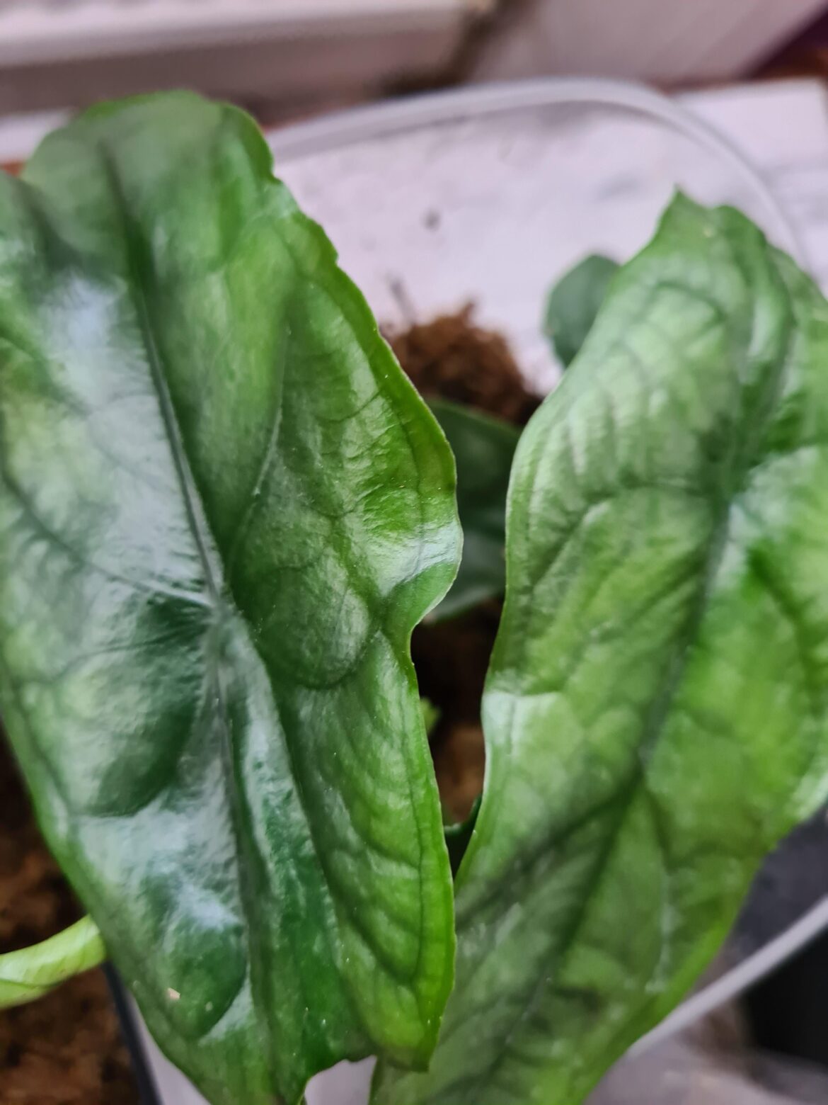 My first Dragon's Breath