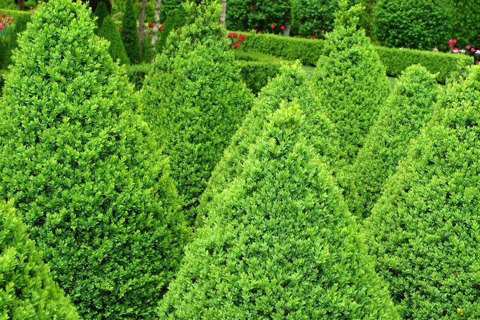Buxus plants for sale how to care for boxwood.