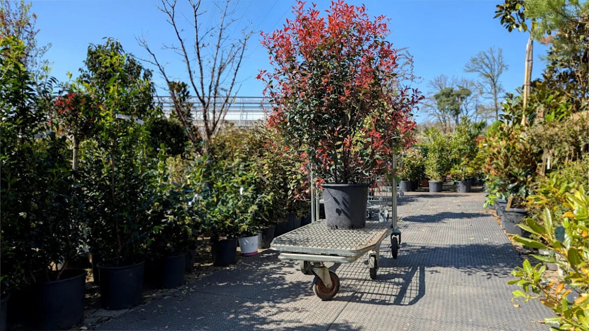 Gardener issues warning about seemingly innocent products sold at nurseries: ‘Now they’ve spread’ Yahoo news home