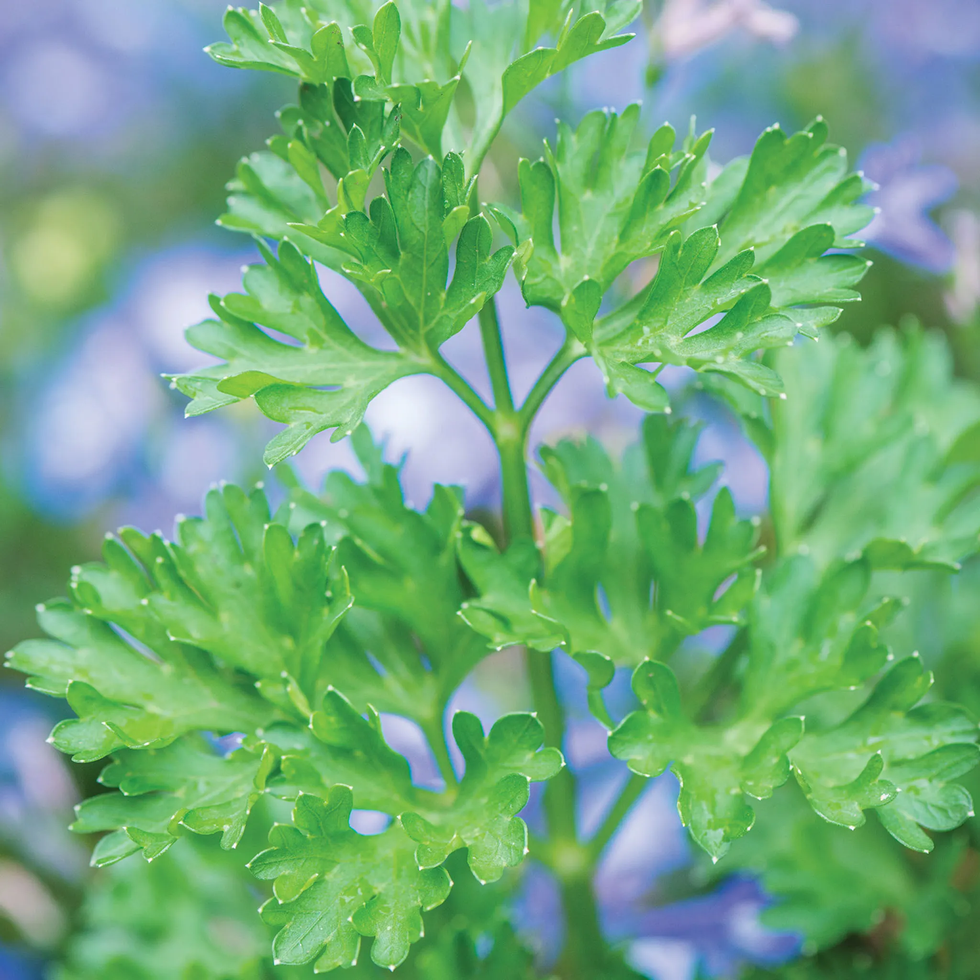 Extra Curled Dwarf Parsley