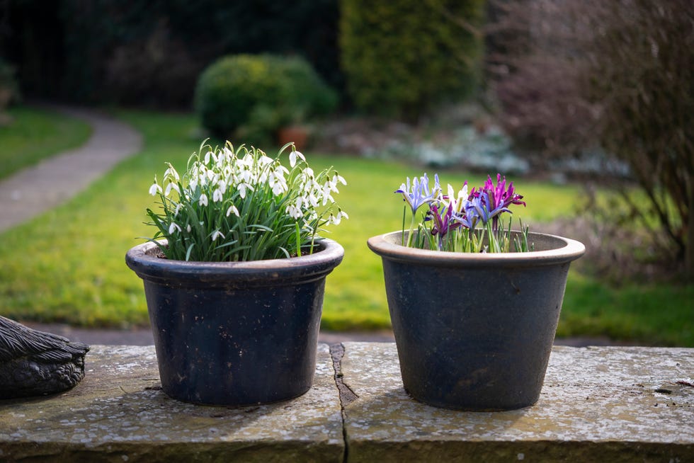 a clump of pure white snowdrops (galanthus nivalis) and mixed iris reticulata in an english garden in february