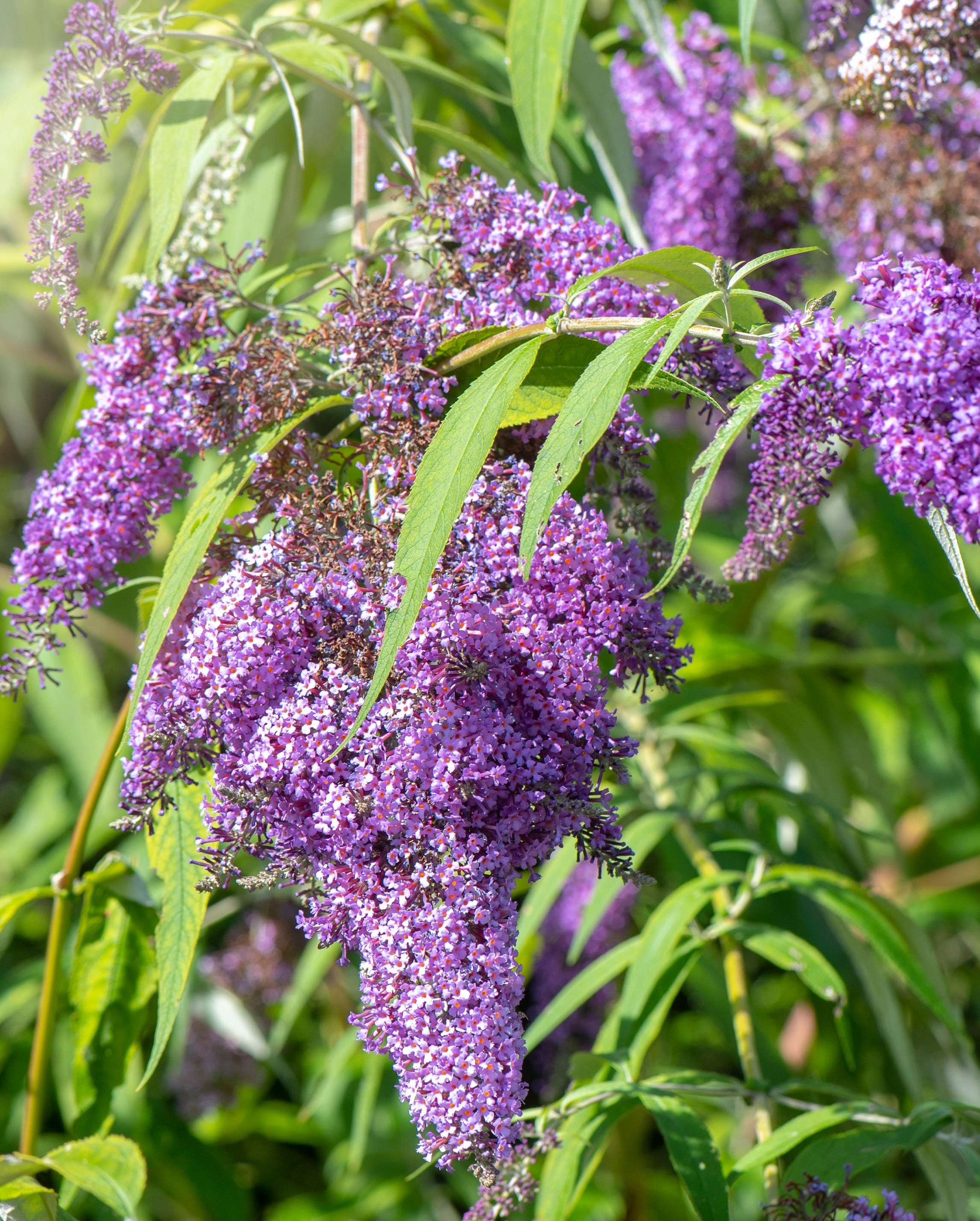 purple flowering plant buddelia
