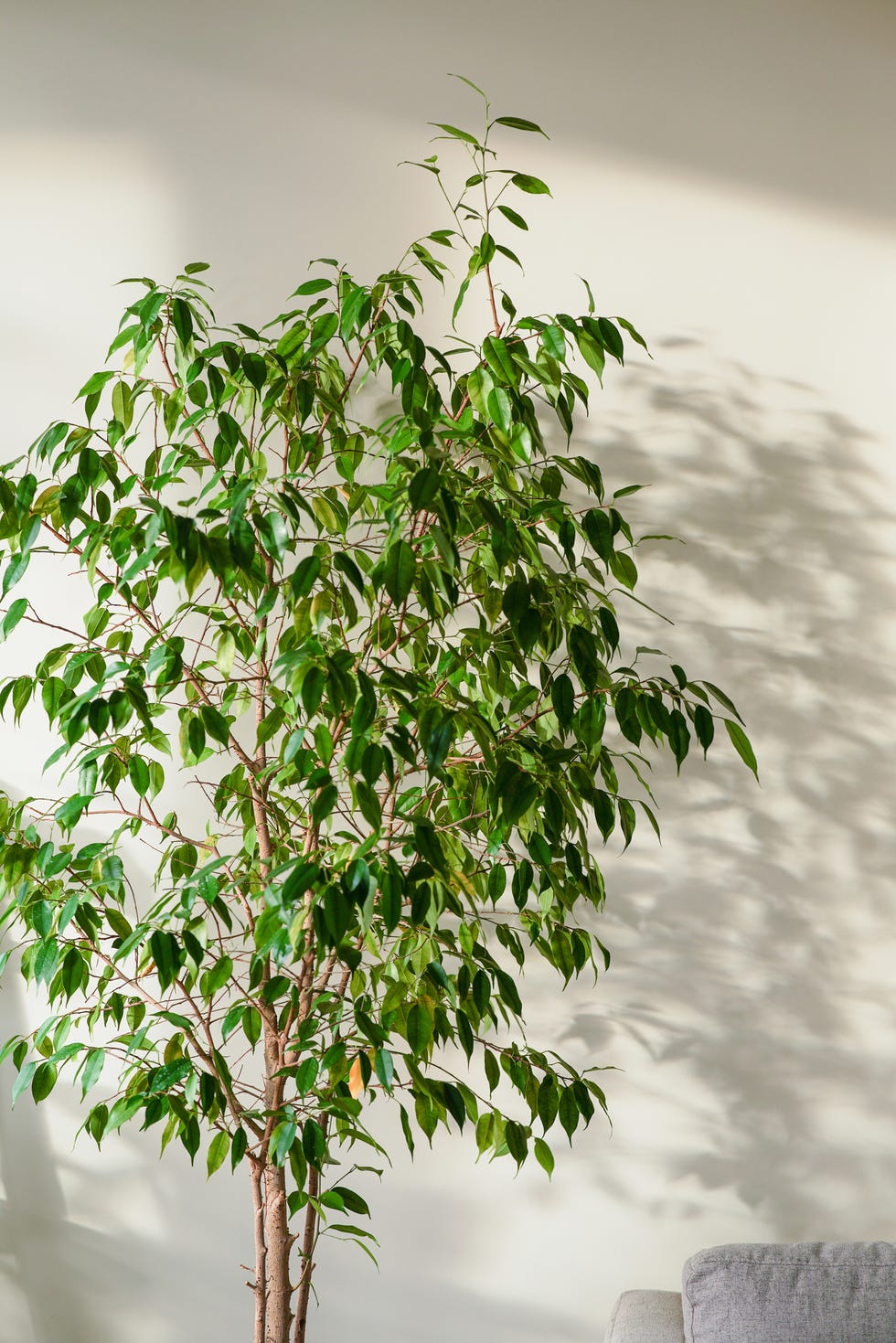 ficus in a brightly lit room against the wall nasturtium plant with orange flowers growing in the garden