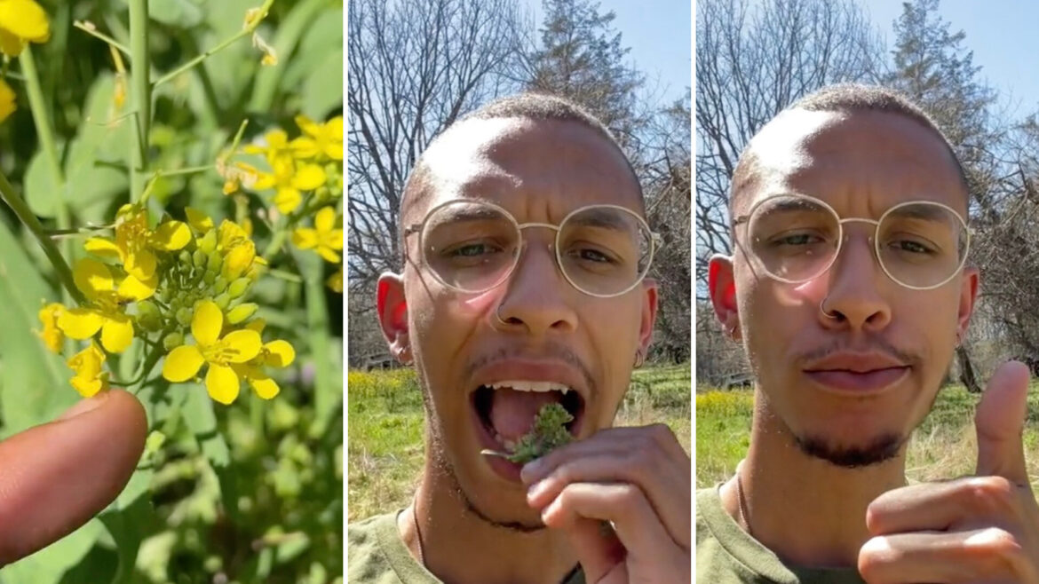 Gardener urges public to eat plant wreaking havoc on land: ‘Tasted exactly like broccoli’ One gardener shared a clever TikTok hack for how to get rid of field mustard — by eating it.