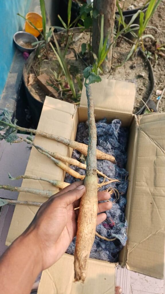 Box full of happiness. Id: Uncarina red hybrid.