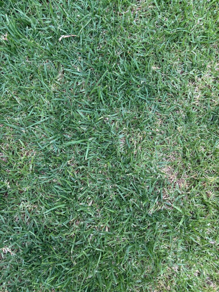 Help! No experience with lawn- why is it patchy?