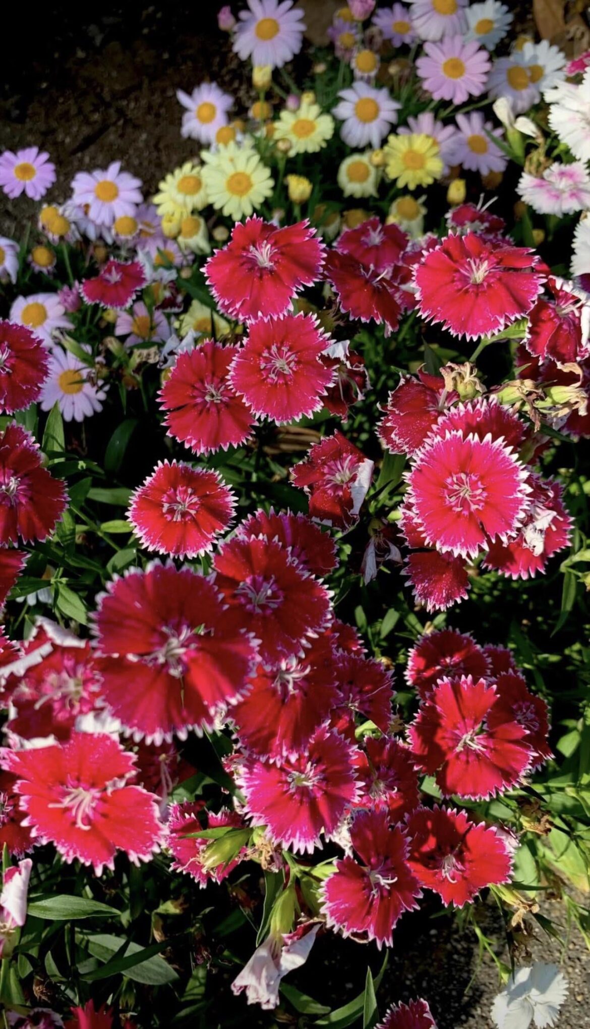 Sweet William stealing the spotlight 🌸✨