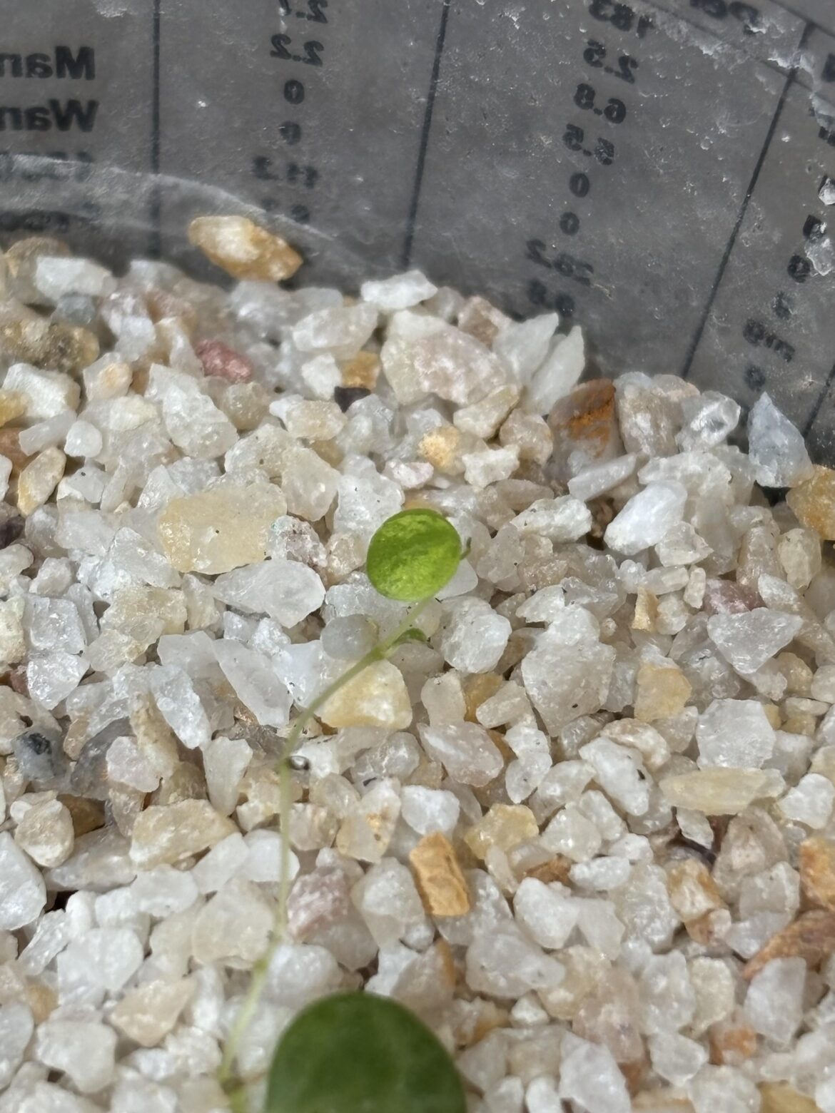 am i losing it or is this varigation on my prop?