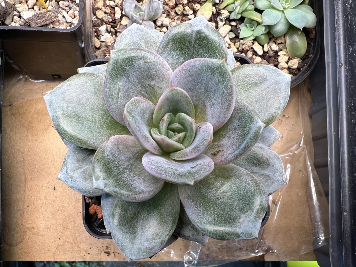 Echeveria German Champagne
