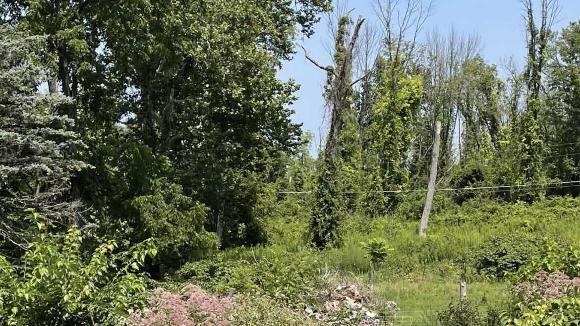‘The whole place is vibrating’ A Redditor shared photos of their New Jersey food forest, showing the impact of replacing a traditional lawn with native plants.