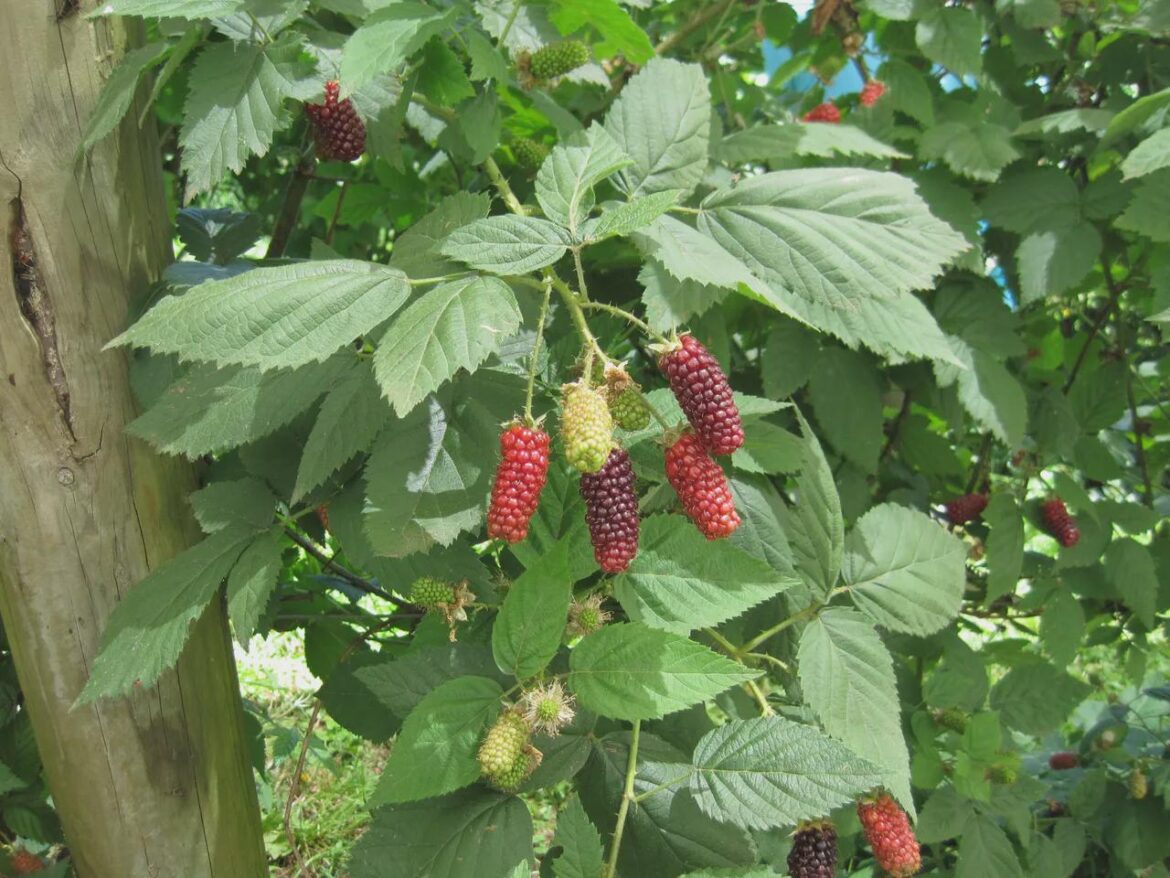 Blackberry + raspberry = loganberries
