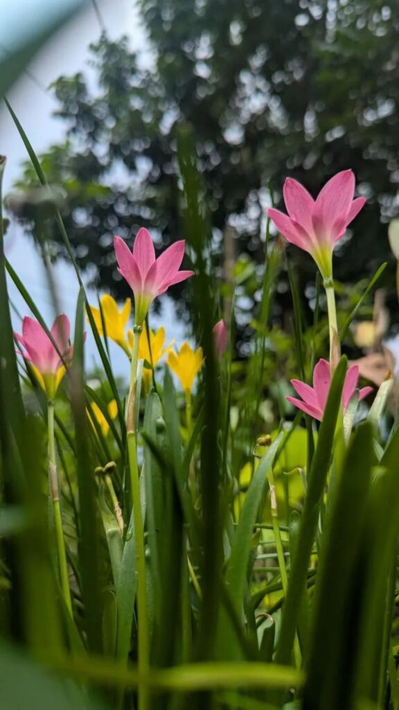 Pink and yellow Rain lilies