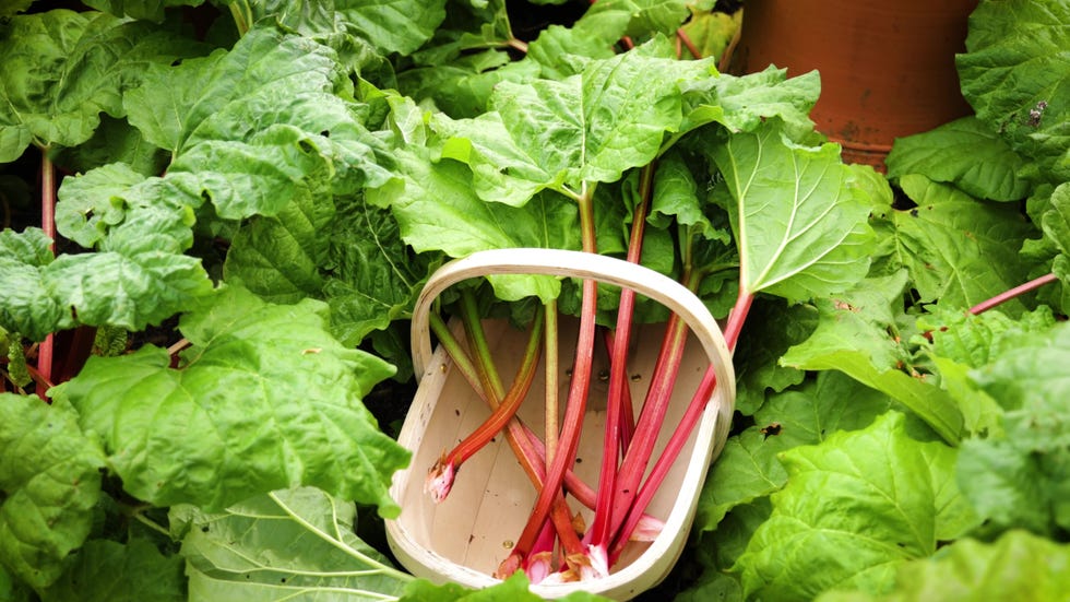 basket filled with rhubarb stalks surrounded by greenery