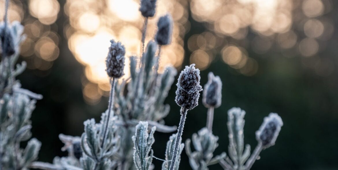 8 Simple Ways To Protect Your Garden During Sub-Zero Temperatures