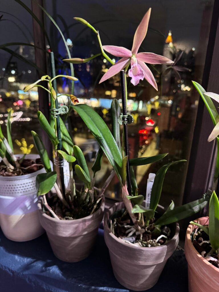 I blacked out at Lowe’s tonight and when I regained consciousness these had jumped into my cart!