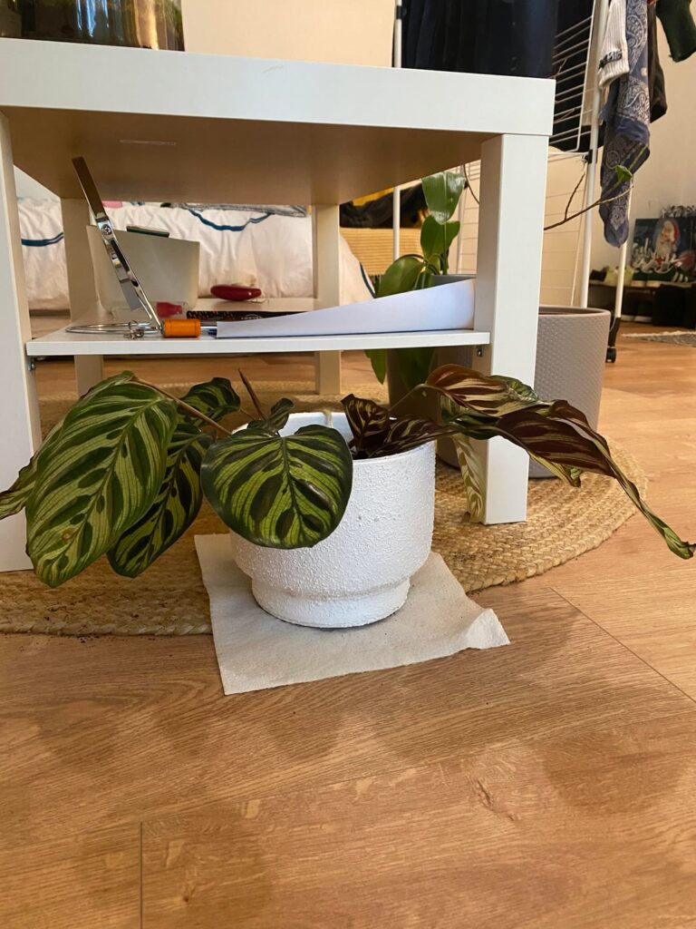 How to save her?