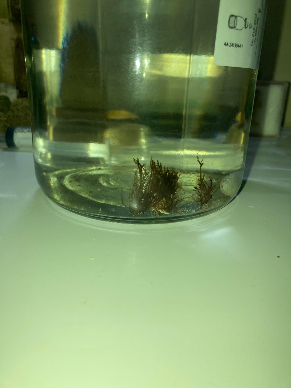 I have this jar of salt water that I kind of forgot about as a piece of algae in it and now there’s little things swimming around in there should I keep it and see how it goes?