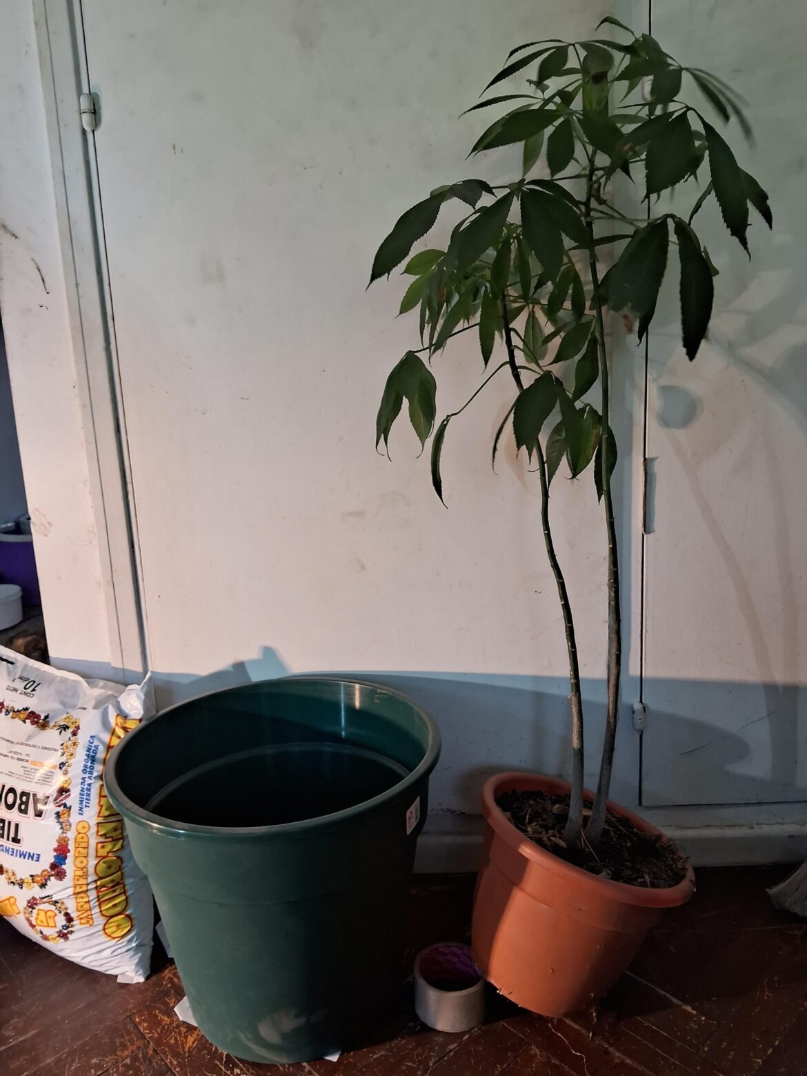 Should I separate these two Palo Borracho trees before replanting them, keep them together or cut down the smaller one?