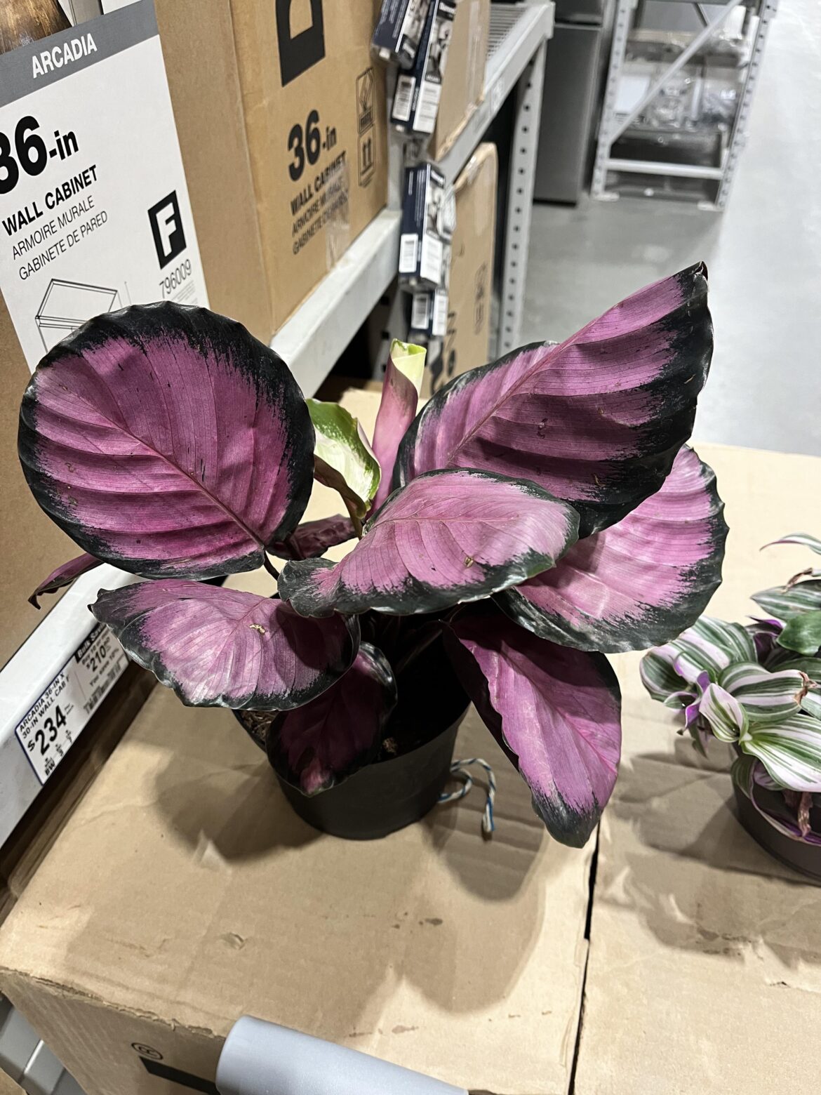 Lowes find!
