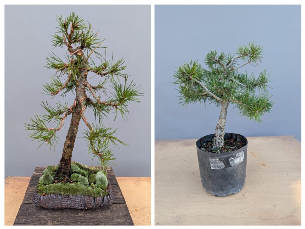Another Scots pine in a pot for the first time Another Scots pine in a pot for the first time