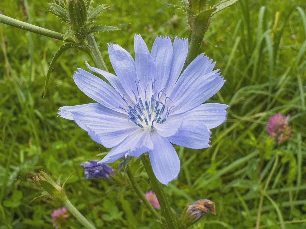 Does anyone have any ideas about the name of the flower?