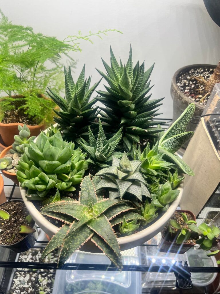 fun haworthia/haworthiopsis* genus dish!
