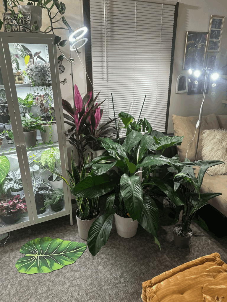 My huge peace Lily