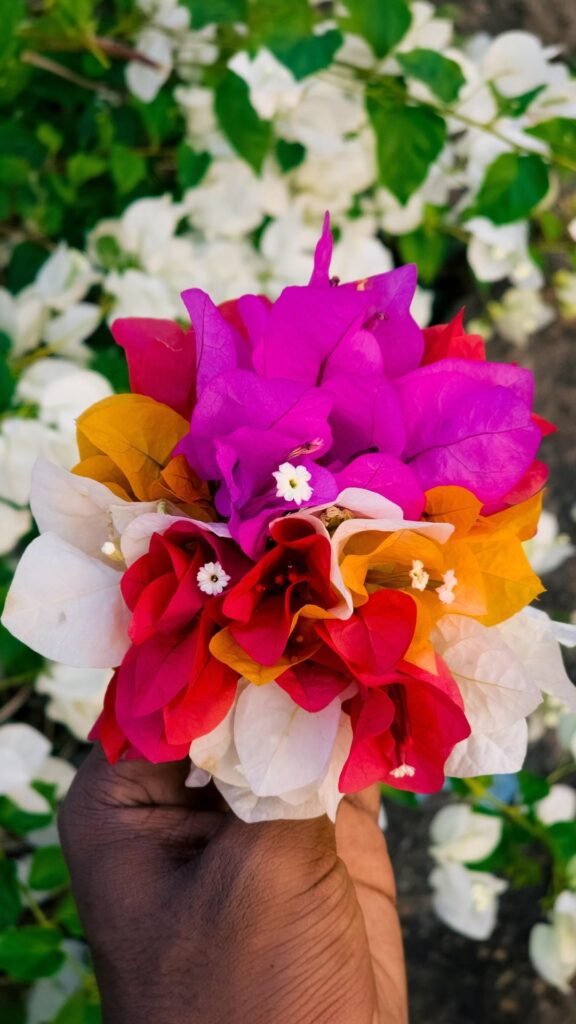 A combination of different bougainvillea