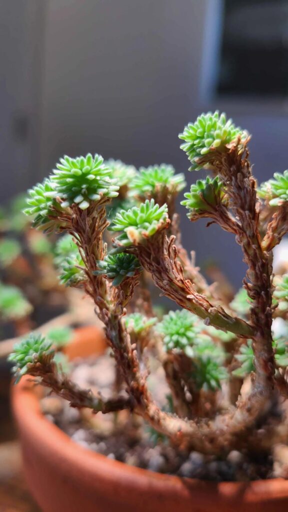 Little fronds on my tiny Joshua Tree