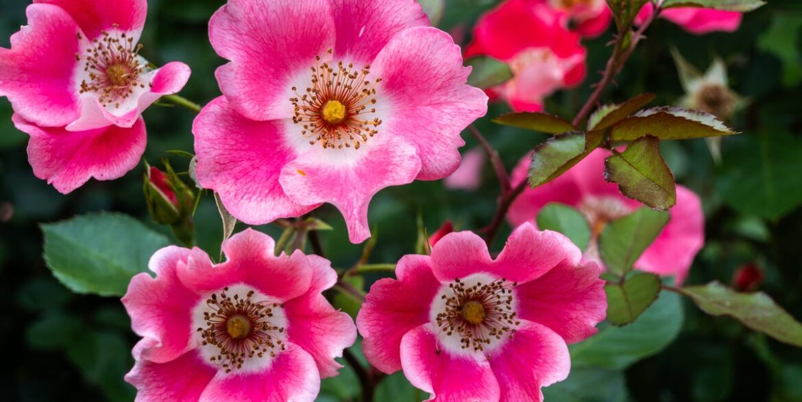 6 Gardening Trends We’ll Be Seeing Everywhere In 2026, According to the RHS 6 Gardening Trends We’ll Be Seeing Everywhere In 2026, According to the RHS