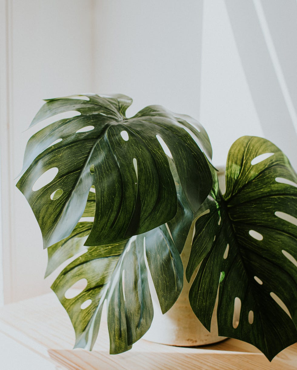 Gardening trends 2026 jungle plants a white planter with a swiss cheese plant in it, against a white wall with light streams illuminating the room