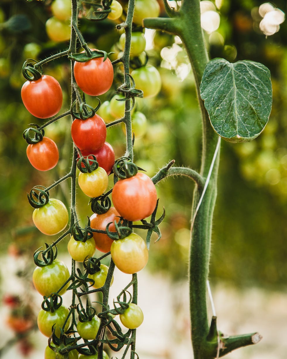 Gardening trends 2026 tomatoes a cluster of red, green, and orange cherry tomatoes hanging from a vine