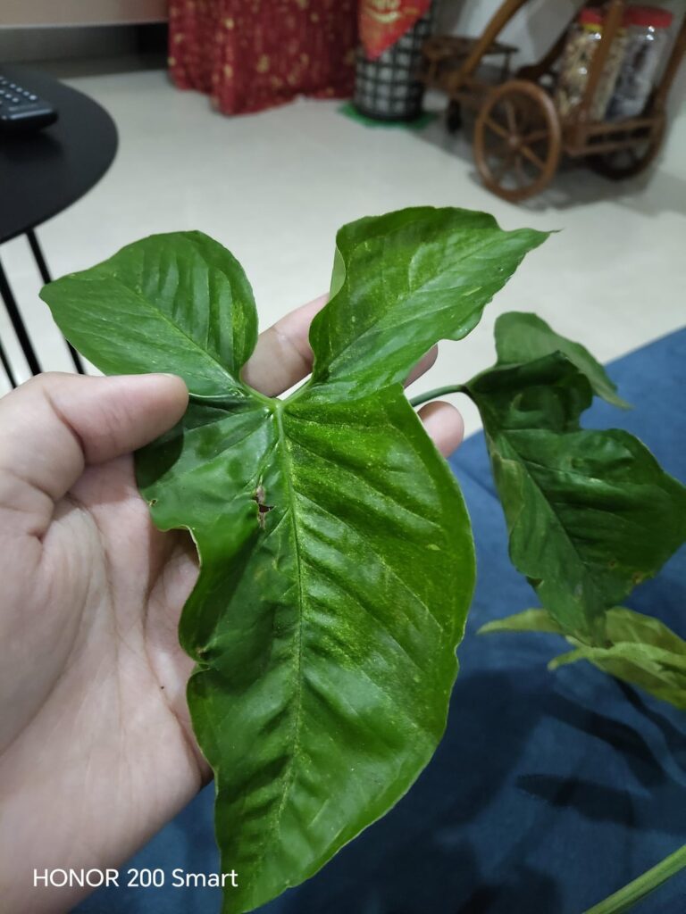 I always ignored the Syngonium at the school fence, until I noticed variegation 🤩