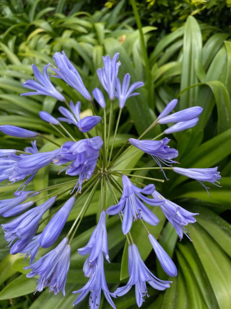Anyone know what these beauties are called?