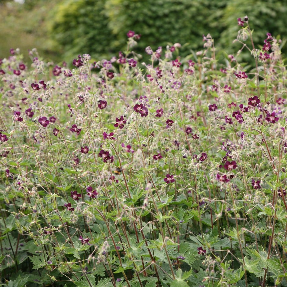 geranium phaeum shade plants