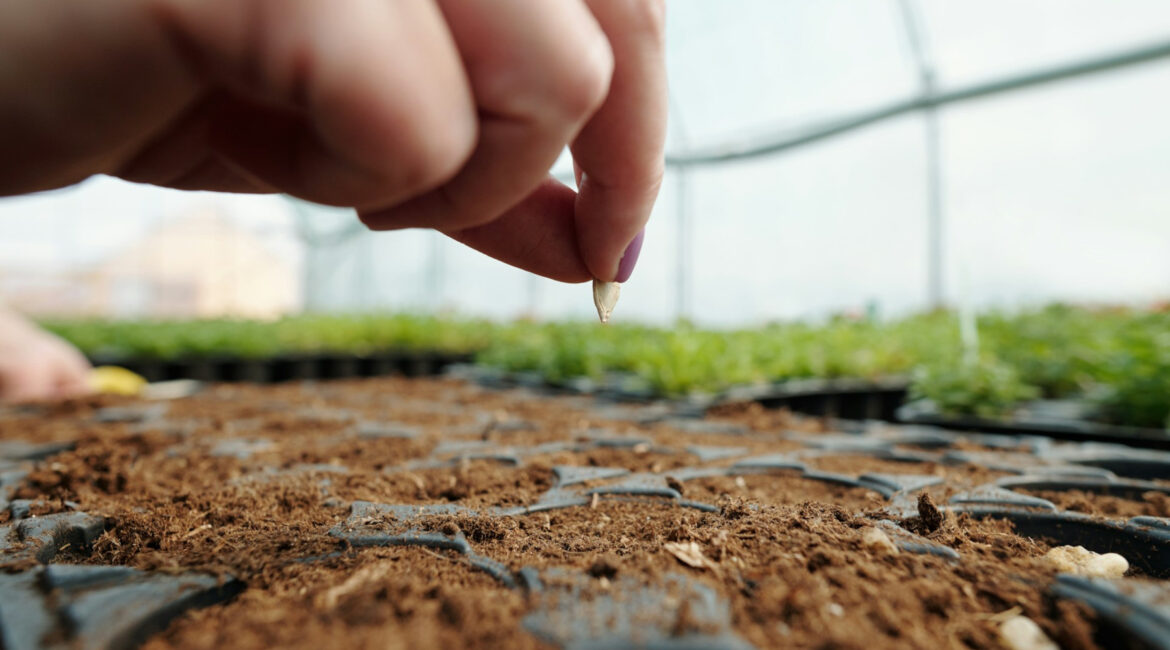 Seed to Supper