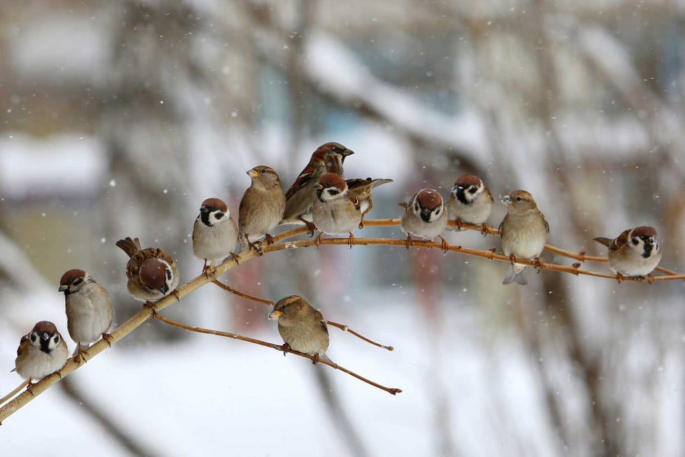 Waiting for spring,Close-up of birds perching on branch waiting for spring,close up of birds perching on branch