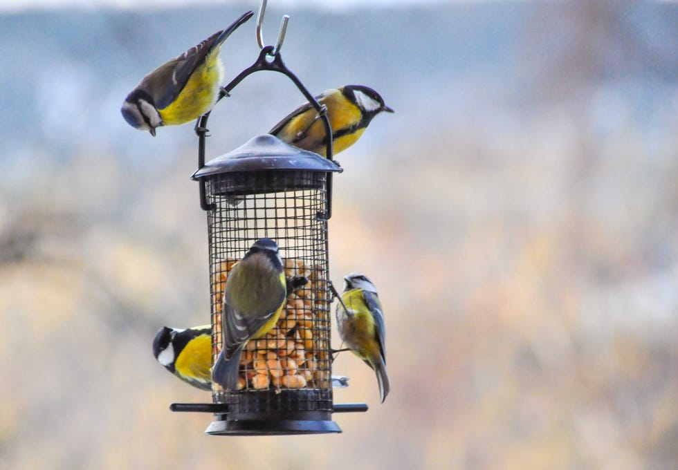 Passerine birds on bird feeder in winter. Great tit and bluetit. Focus on birds and feeder with nuts. notodden, county telemark, norway november 16, 2023. passerin birds on feeder.