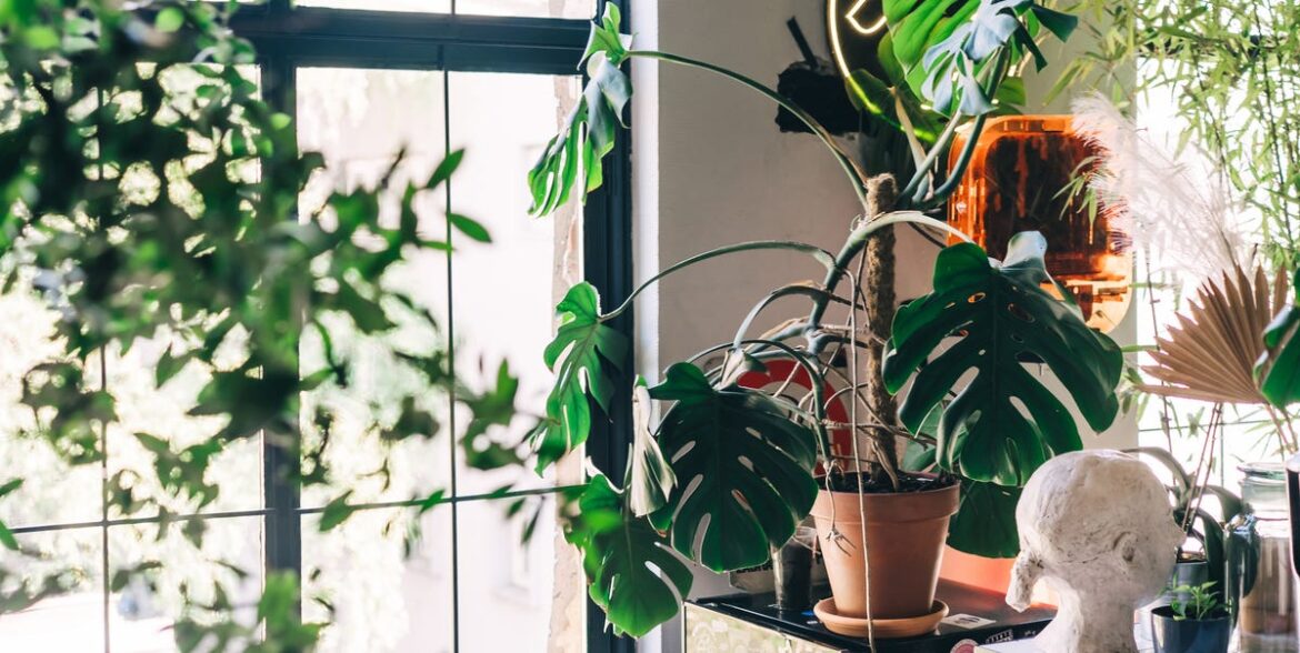 Feng Shui Plants That Bring Positive Energy to the Home