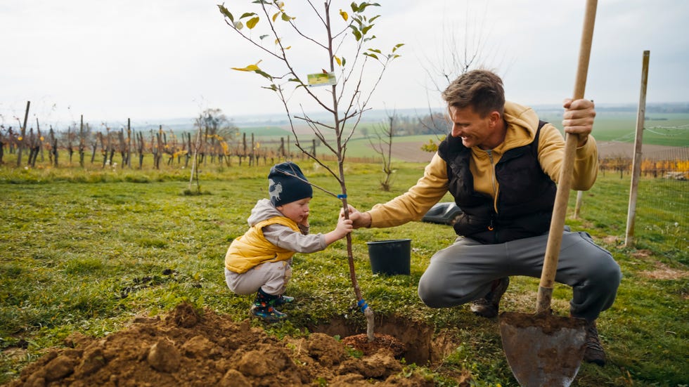 Caucasian Father and Son Planting Tree with Joyful Interaction caucasian father and young son in a vineyard joyfully planting a tree together. the man holds a shovel while the boy steadies the sapling, showing teamwork and delight in the outdoor task.