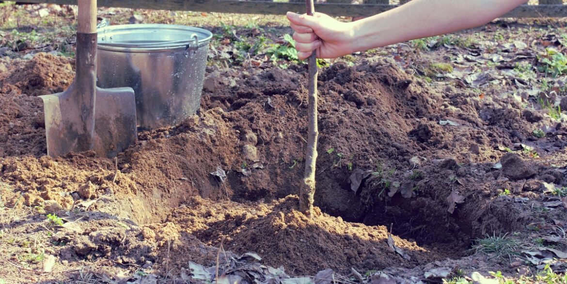 5 Rules To Follow When Planting Trees, Including The ‘3-Year Trunk’ Tip 5 Rules To Follow When Planting Trees, Including The ‘3-Year Trunk' Tip